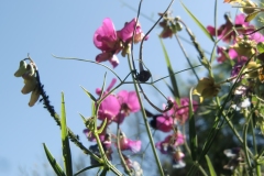 CIMG9817