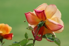 IMG_20230415_164721