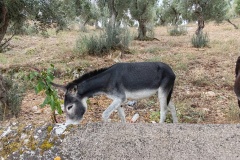 IMG_20230921_113233-Copia-Copia