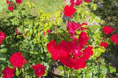 IMG_20250607_110840