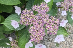IMG_20250607_154445