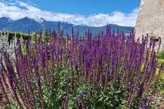 IMG_20260605_114228