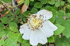 IMG_20260606_094239