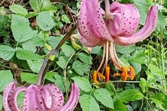 IMG_20260606_094339