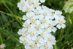 IMG_20260606_111450