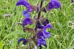 IMG_20260606_111613