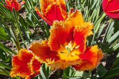 IMG_20260411_145107