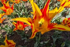 IMG_20260411_150041
