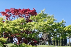 IMG_20260411_152703
